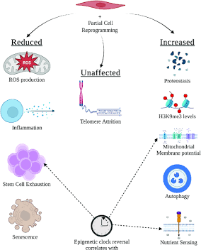 Riprogrammazione Epigenetica Parziale Schema