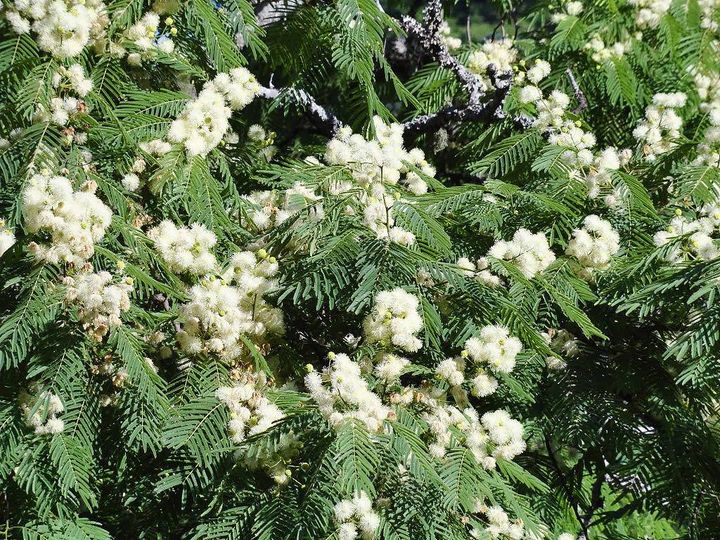 Yopo: La Pianta Amazzonica dai Poteri Ancestrali