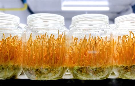 Cordyceps sinensis: meccanismi d'azione, indicazioni cliniche e profilo di sicurezza nell'uso prolungato